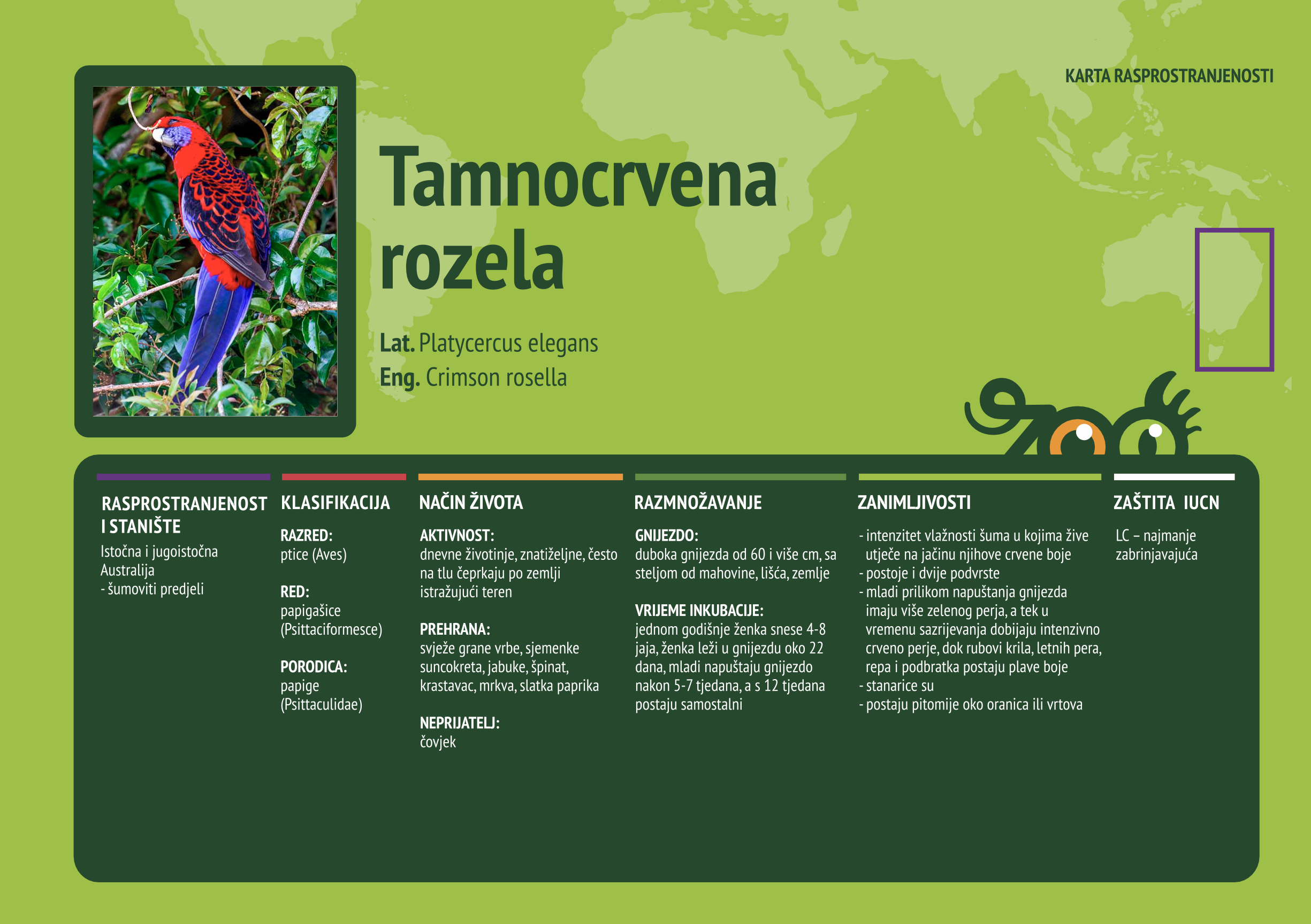 Rozela (Platycercus eximius)